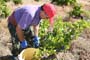 Vendimiando la garnacha por tierras abulenses