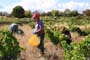 Vendimiando la garnacha por tierras abulenses