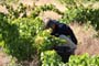 Vendimiando la garnacha por tierras abulenses