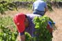 Vendimiando la garnacha por tierras abulenses