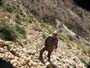Celestinas de Ulea. Porfidos mediterraneos en Abaran y Yesos de Macisvenda